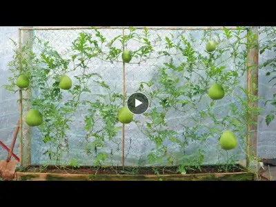 Growing Super Unique Baby Watermelon - Bear Fruit All Summer