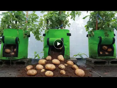 Growing potatoes at home in cloth bags - Unexpectedly many tubers