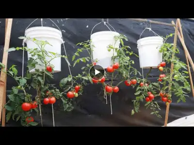 Amazing tomato growing ideas - Hanging upside down tomatoes - Hanging tomato garden