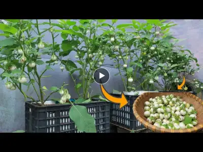 Recycle plastic baskets to grow white eggplant on the terrace for a bold harvest
