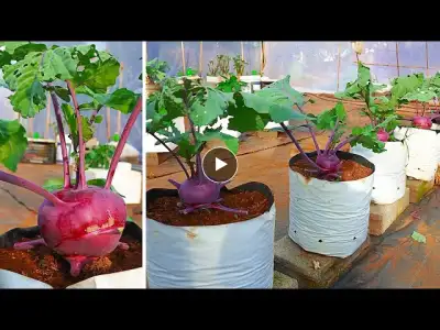 More Nutrition | Delicious | Try Growing Purple Kohlrabi In A Bag