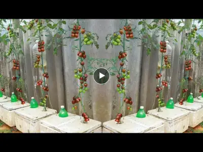 Growing Tomatoes In Styrofoam - Lots Of Fruit - Little Care