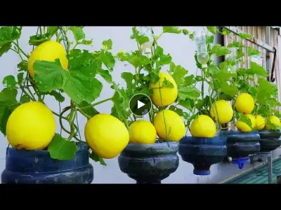 Discover the revolutionary method to grow melons in plastic bottles