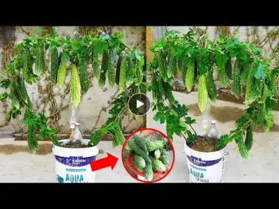 Surprising Secrets to Growing Bitter Melon in Plastic Containers