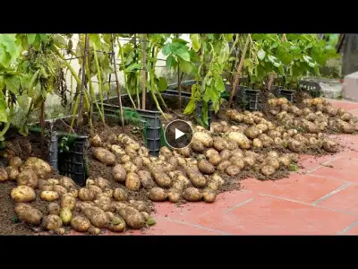 Too Surprised! How I Make Potatoes For Lots of Tubers, Simple But Productive