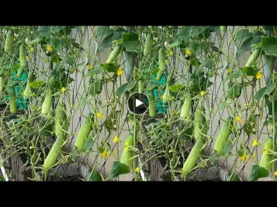 How To Grow Cucumber From Seeds,Growing Cucumber Easy Way From Seeds in Pot