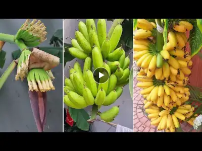 Simple tips to grow bananas at home for a lot of fruit