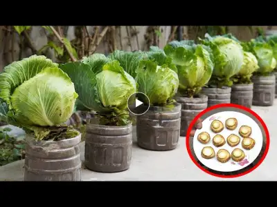 Discover the Garden Transformation: Growing Cabbage in Plastic Bottles
