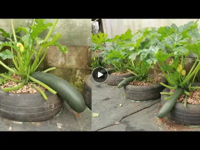 You cannot ignore this method if you want zucchini grown at home to produce large fruits