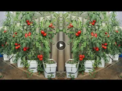 No need to fertilize - Growing tomatoes at home like this grows quickly and has many fruits