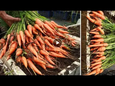 Growing carrots on the terrace is easy - From now on you will never have to buy carrots