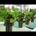 Growing Lettuce And Spinach In The Hanging Garden Is Easy And High Yield