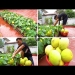 Tips for growing melons