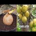 Coconut water is sweet and many fruits if you do it this way | Growing Coconut from Coconut