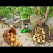 How to propagate potatoes at home for many tubers and easy