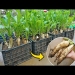 No need for a garden, Growing white radish from seed is easy for big and beautiful tubers
