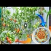 Try growing tomatoes in plastic containers at home, lots of fruit and easy