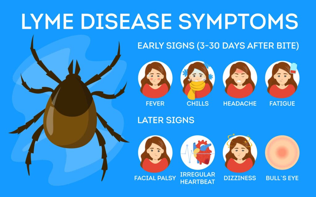 Lyme disease symptoms. Danger for health from tick